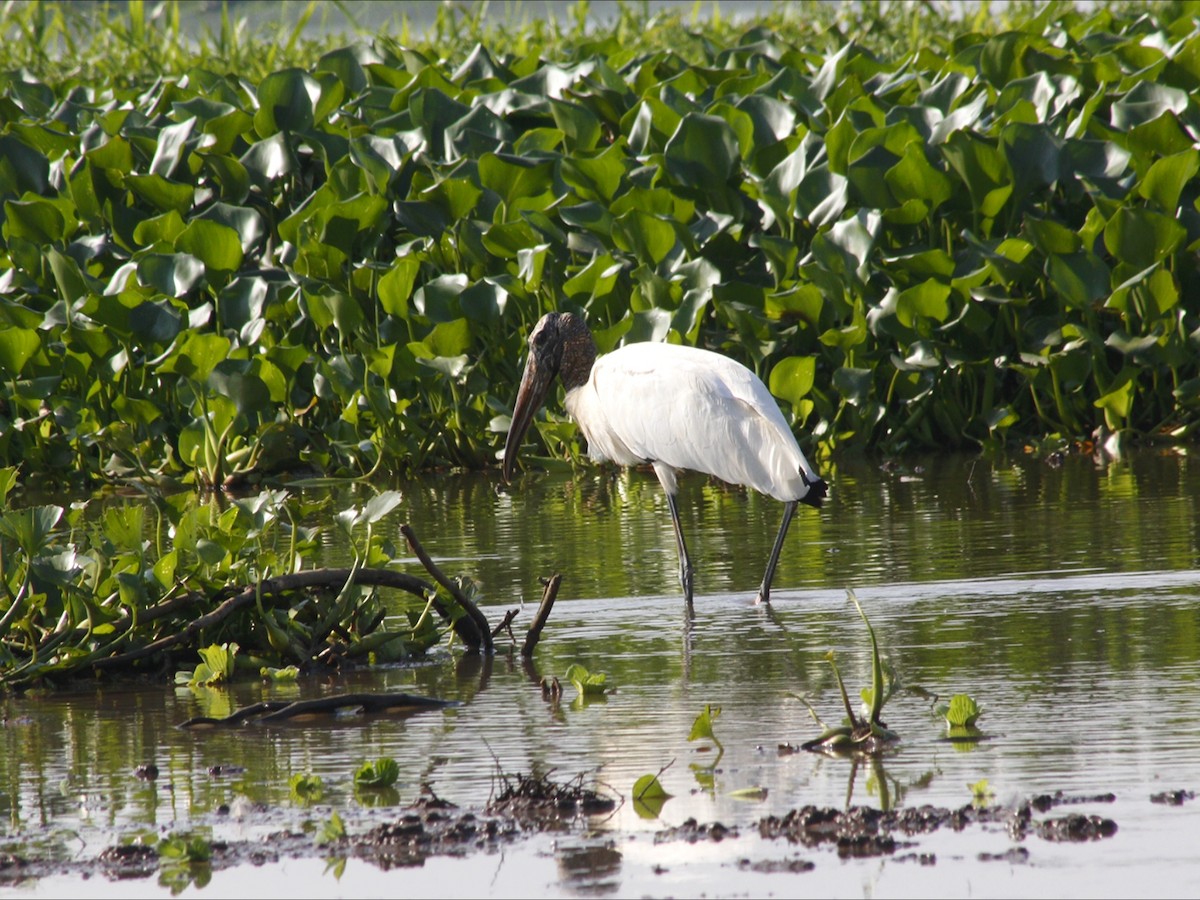 Wood Stork - ML646530606