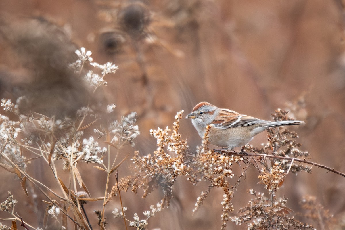 Baumammer - ML646530607