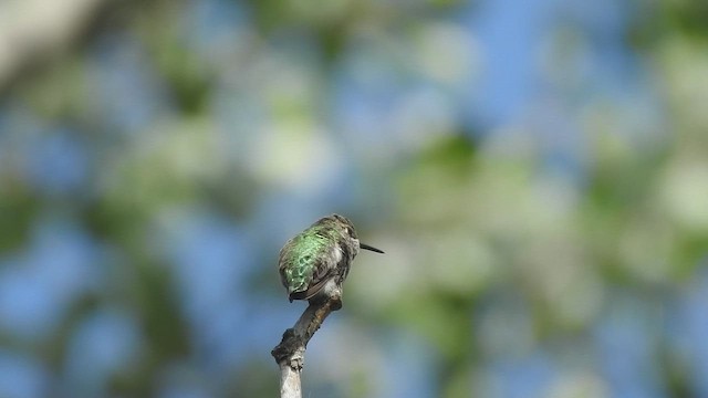 kalypta růžovohlavá - ML646530608