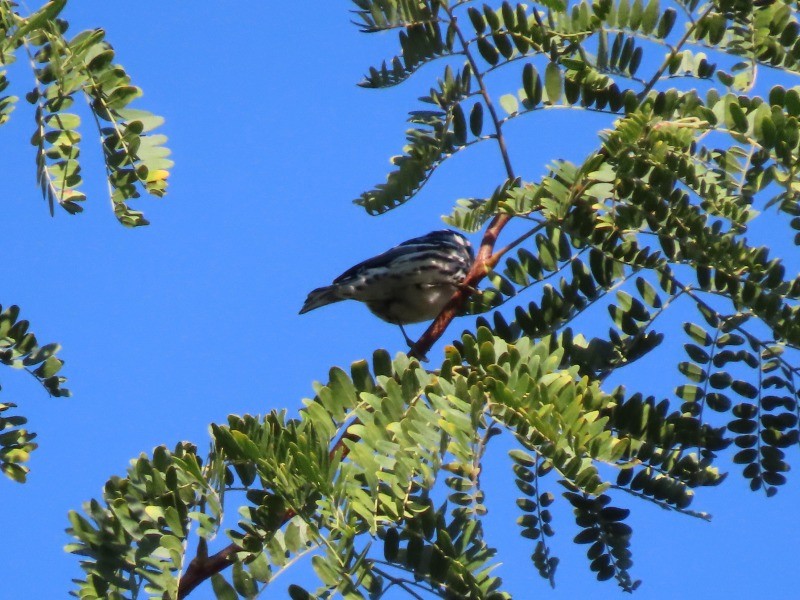 Black-and-white Warbler - ML646530612
