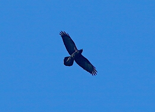 Common Raven - ML646530613