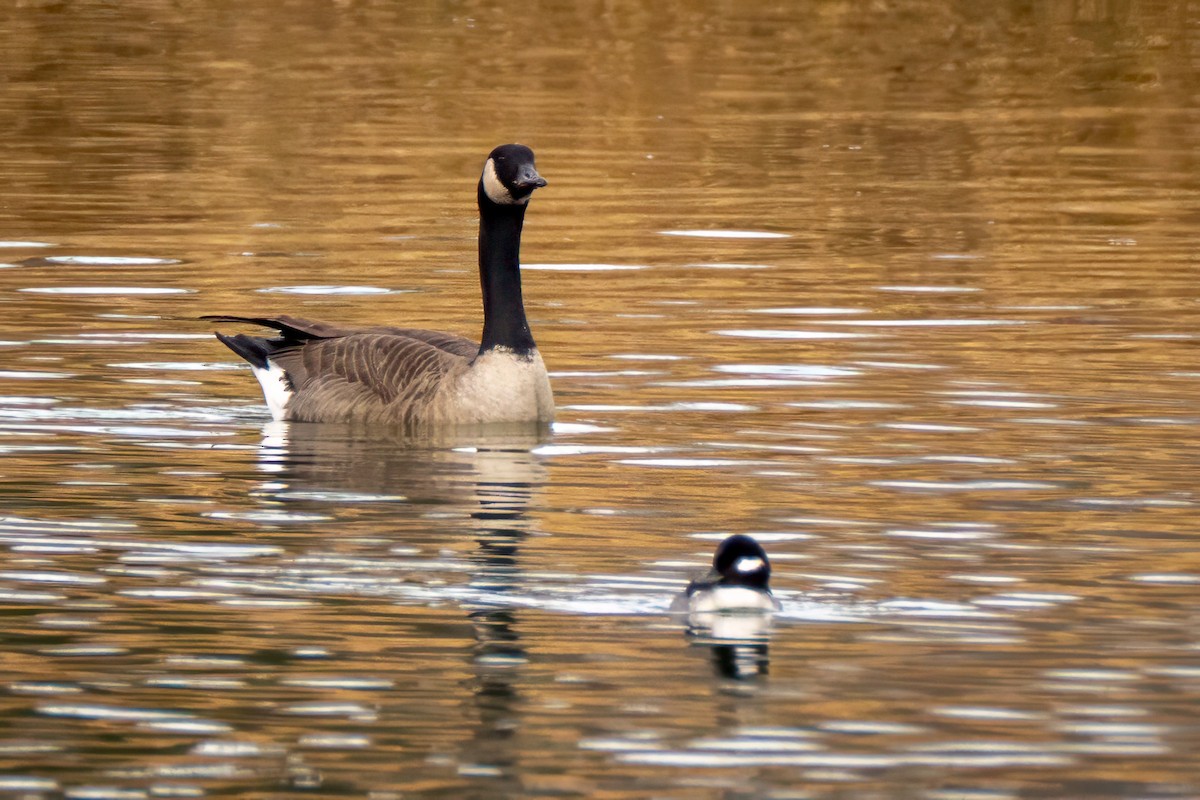 Canada Goose - ML646530618