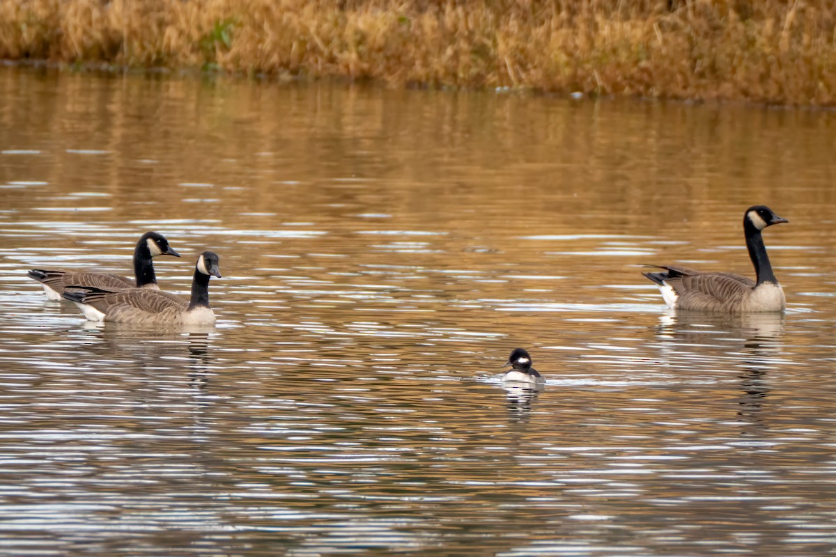 Canada Goose - ML646530619