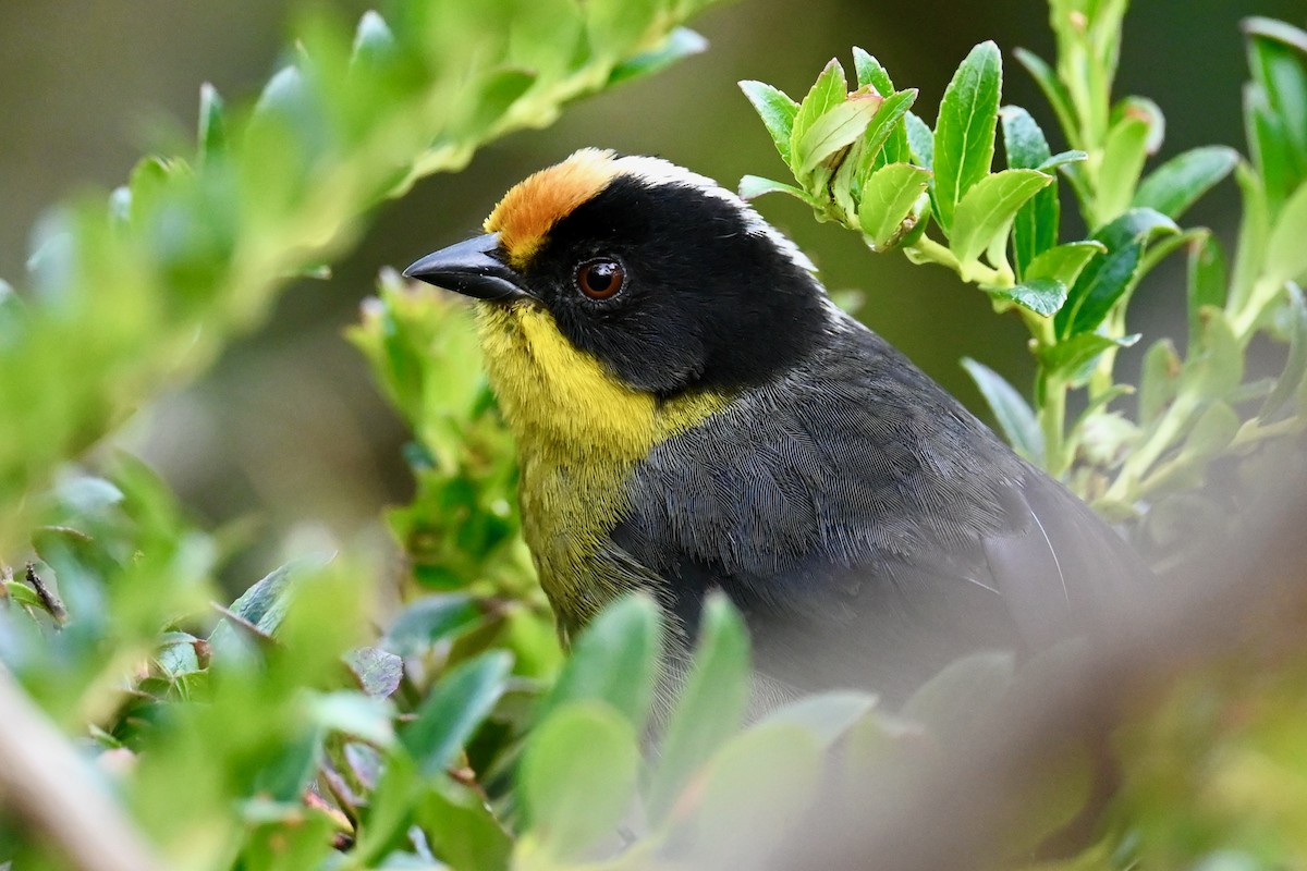 Pale-naped Brushfinch - ML646530620