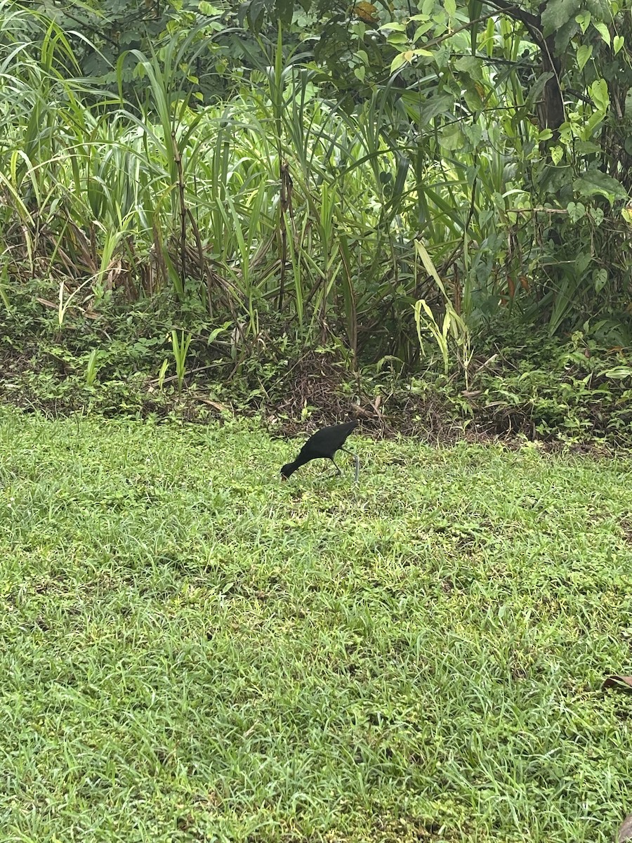 Wattled Jacana - ML646530624