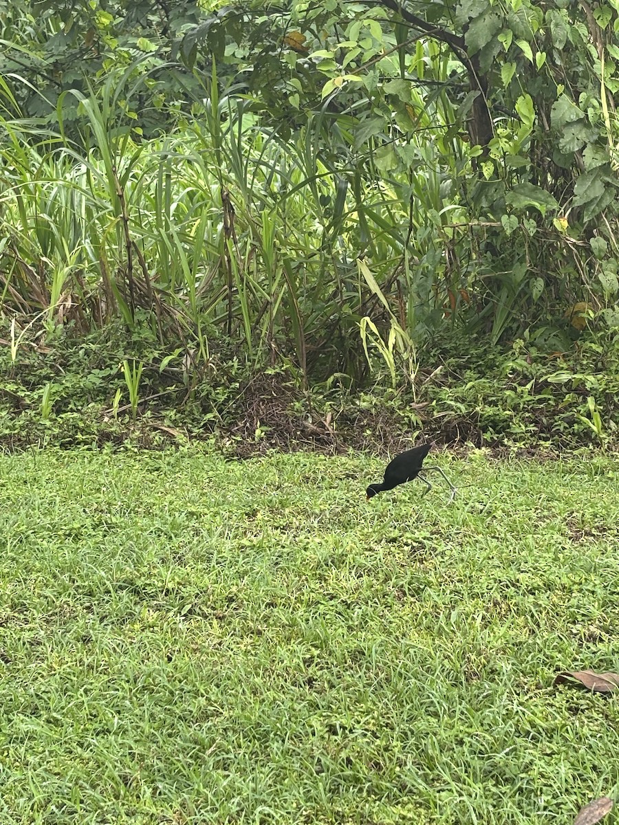 Wattled Jacana - ML646530625