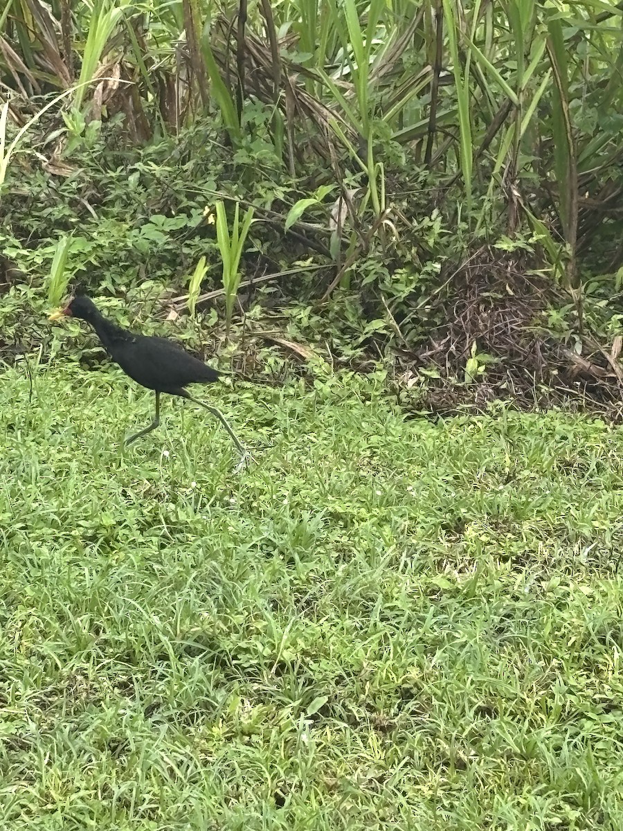 Wattled Jacana - ML646530626