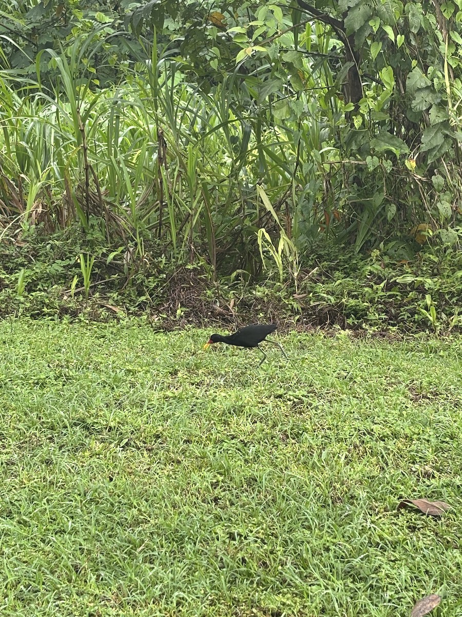 Wattled Jacana - ML646530627