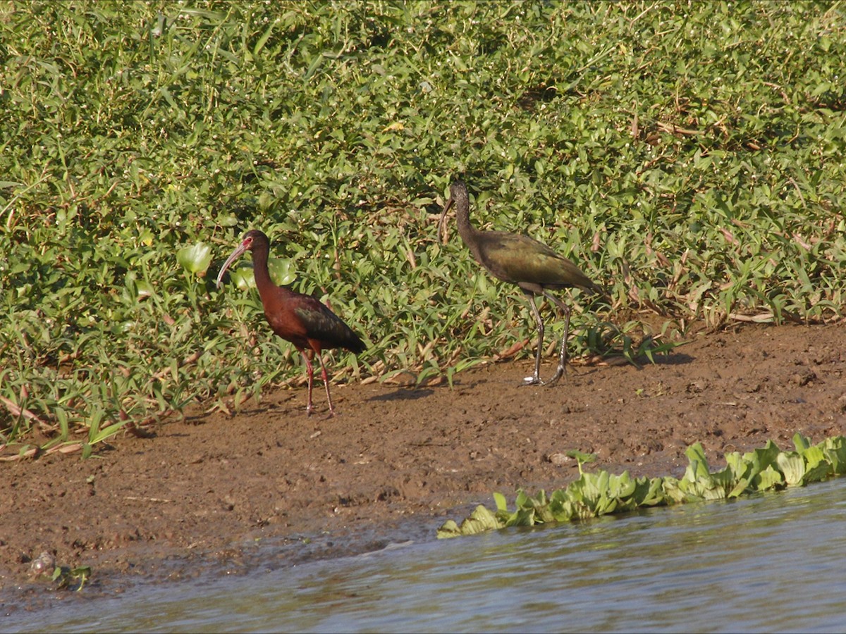 White-faced Ibis - ML646530630