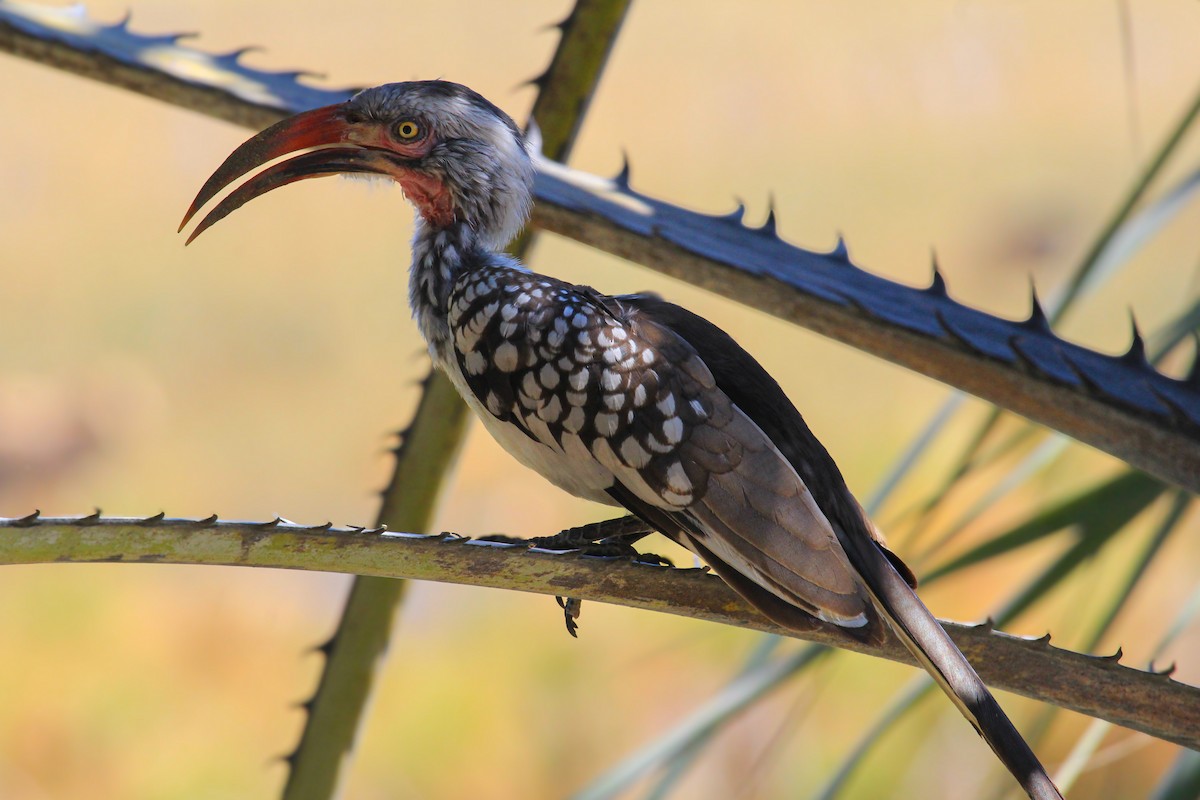 Southern Red-billed Hornbill - ML646530637