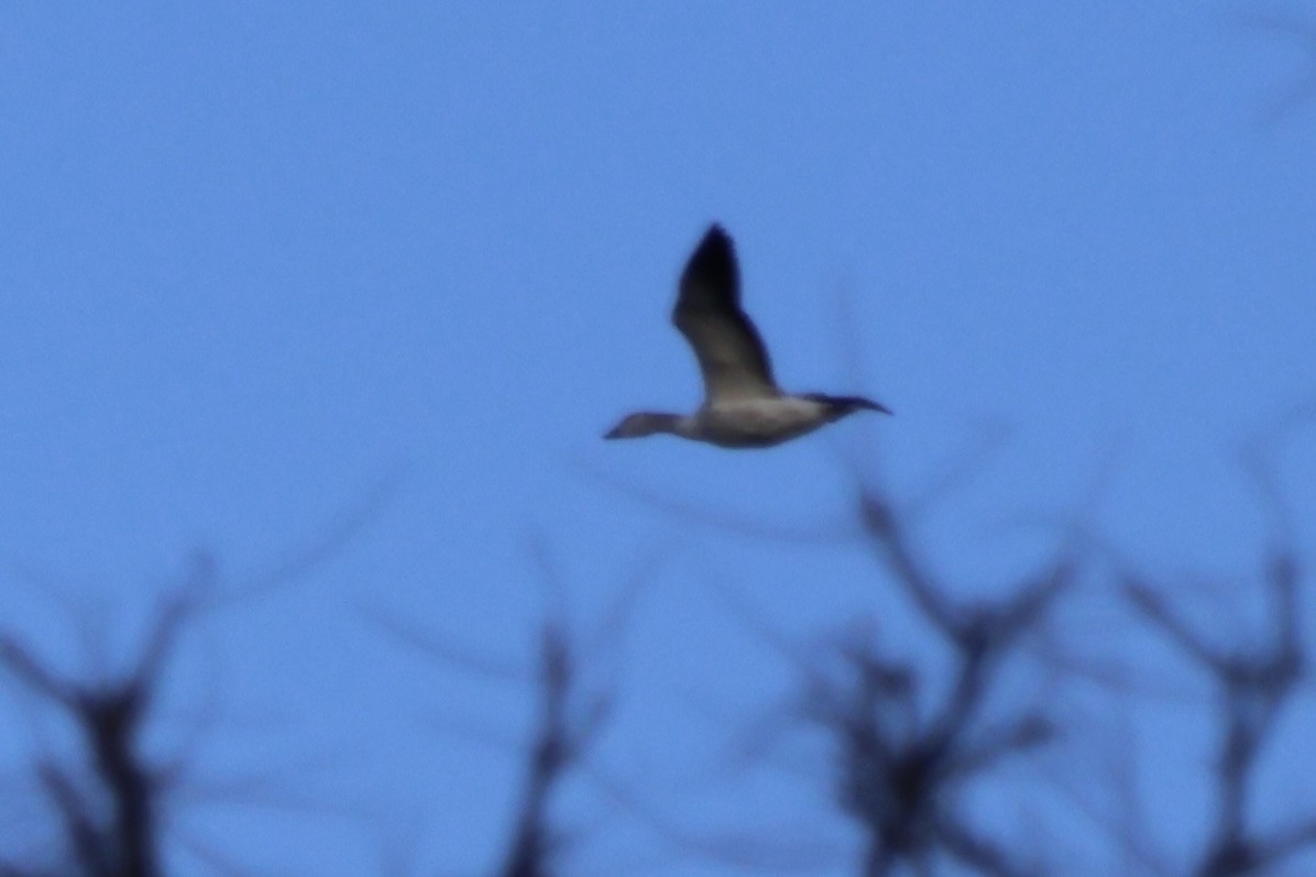 Snow Goose - ML646530645