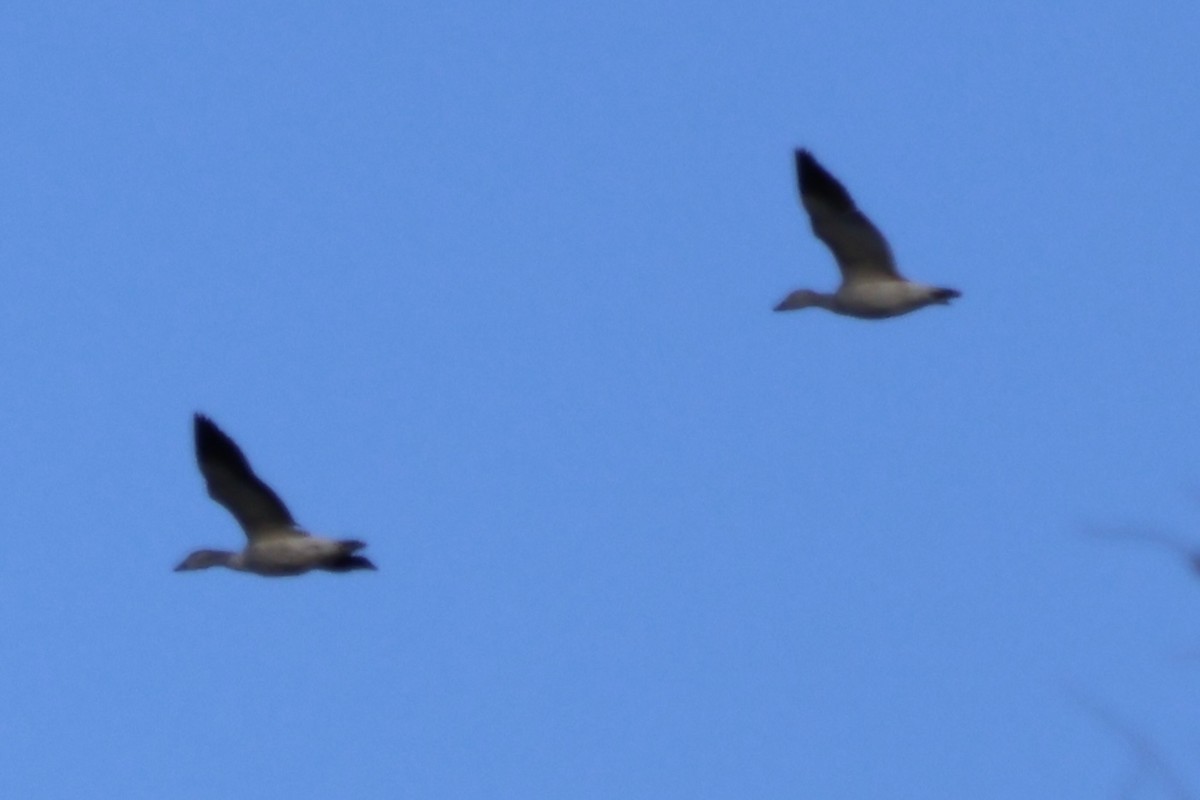 Snow Goose - ML646530646