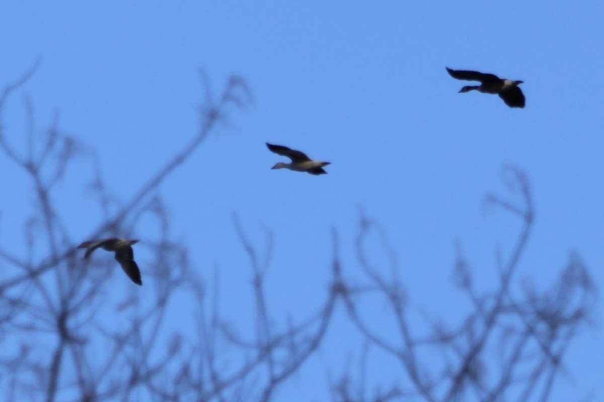 Snow Goose - ML646530647