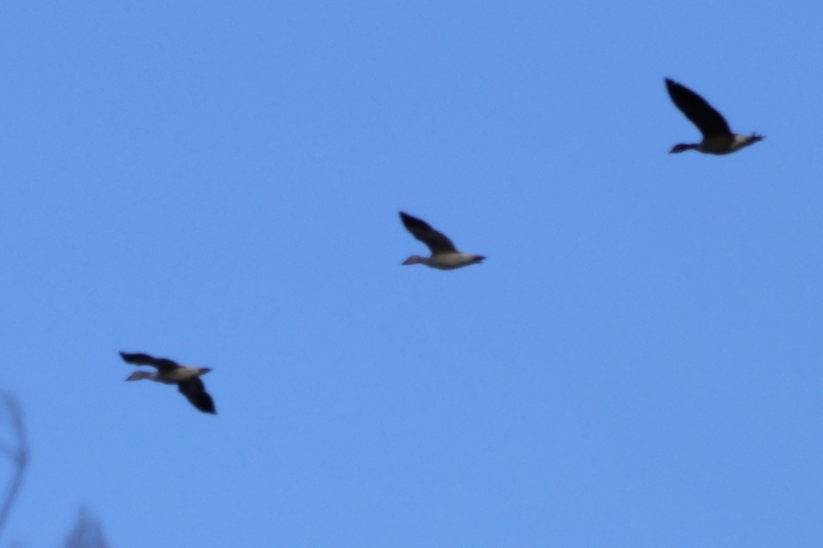 Snow Goose - ML646530648