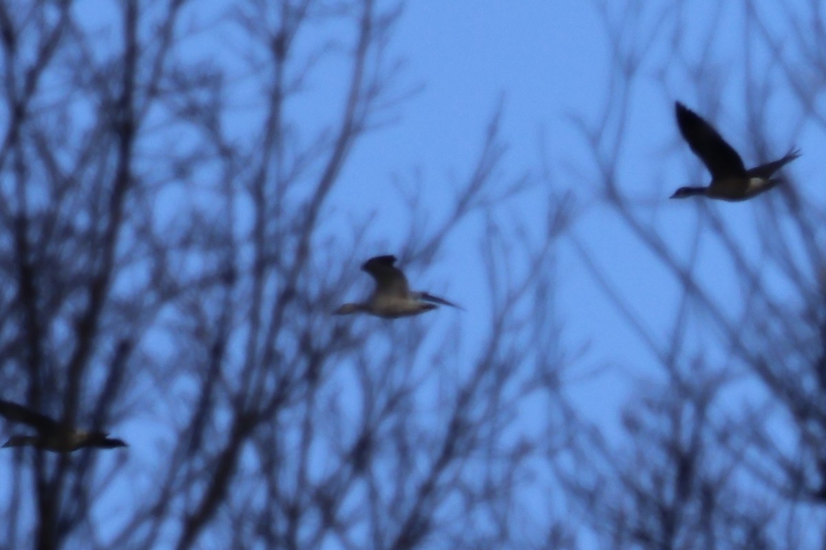 Snow Goose - ML646530649