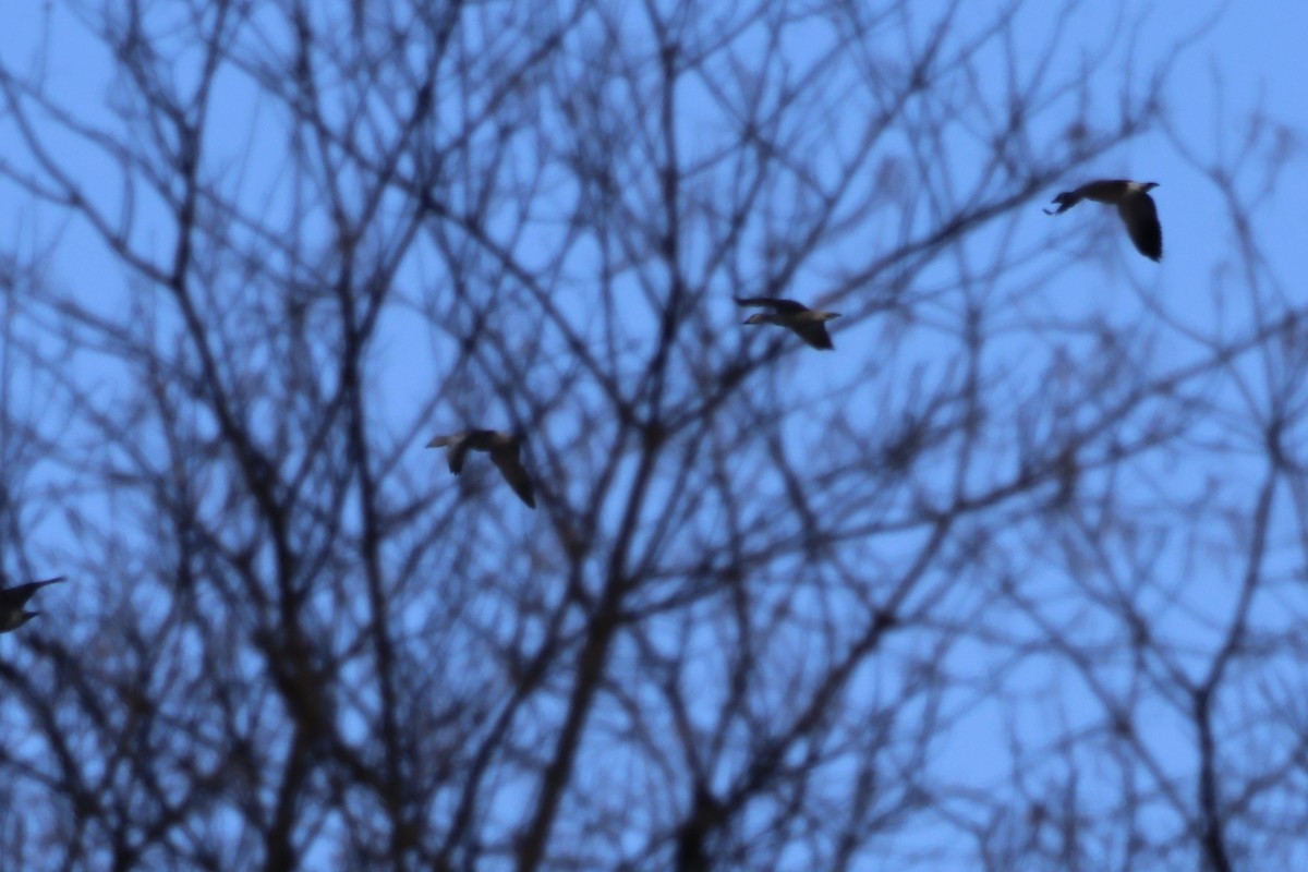 Snow Goose - ML646530650