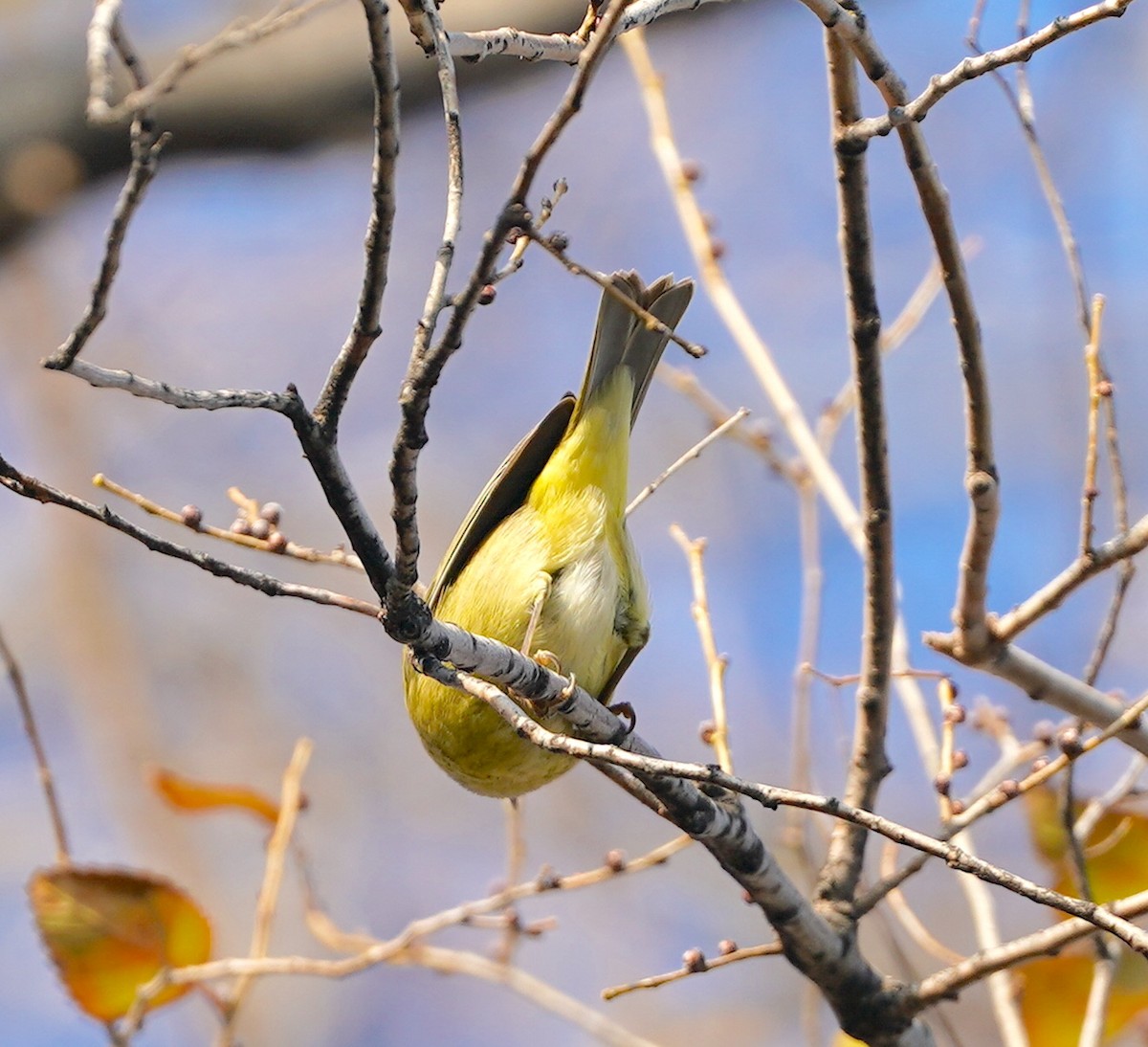 Orange-crowned Warbler - ML646530651