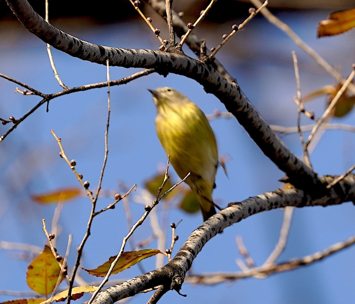 Orange-crowned Warbler - ML646530652