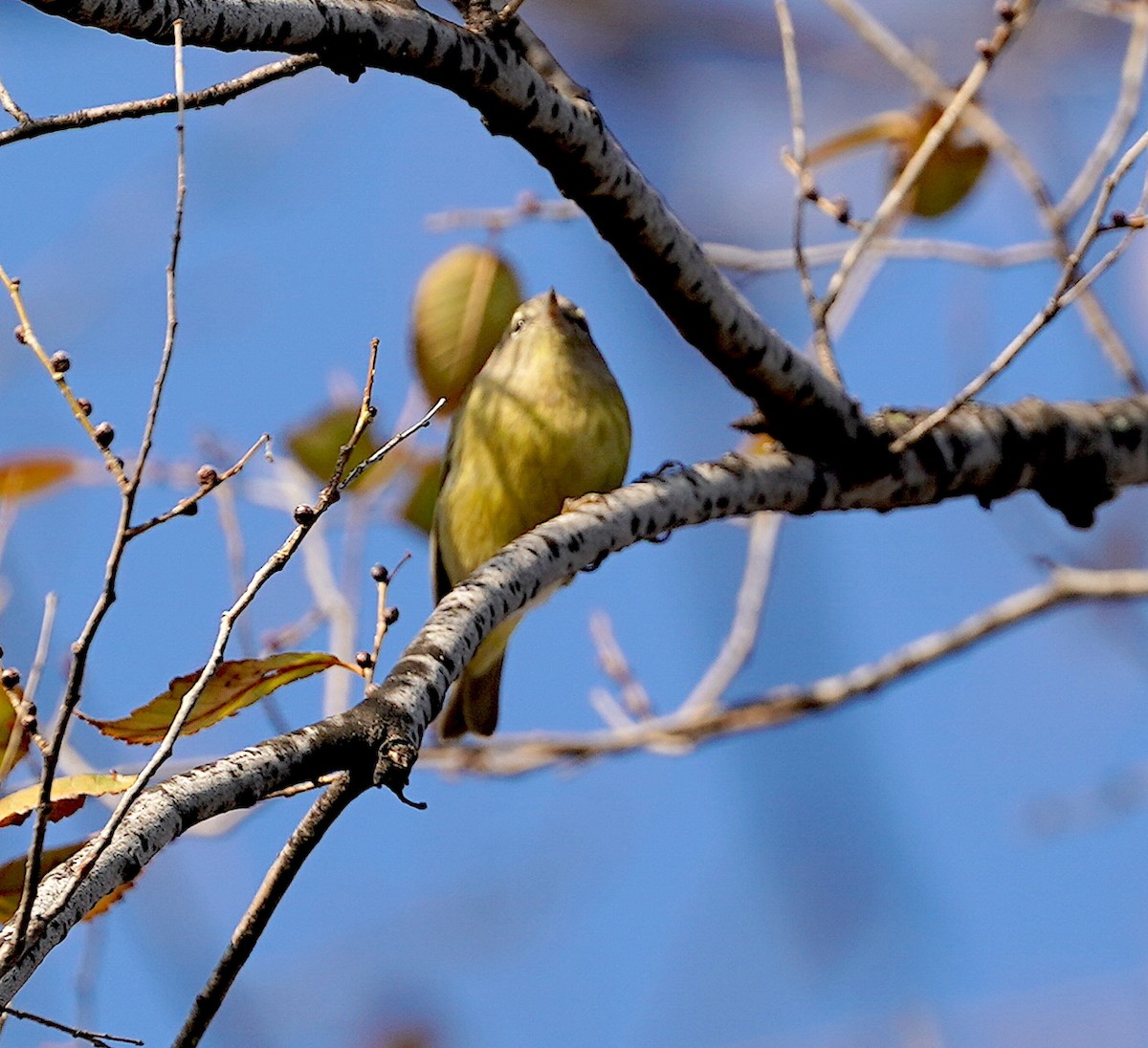Orange-crowned Warbler - ML646530653