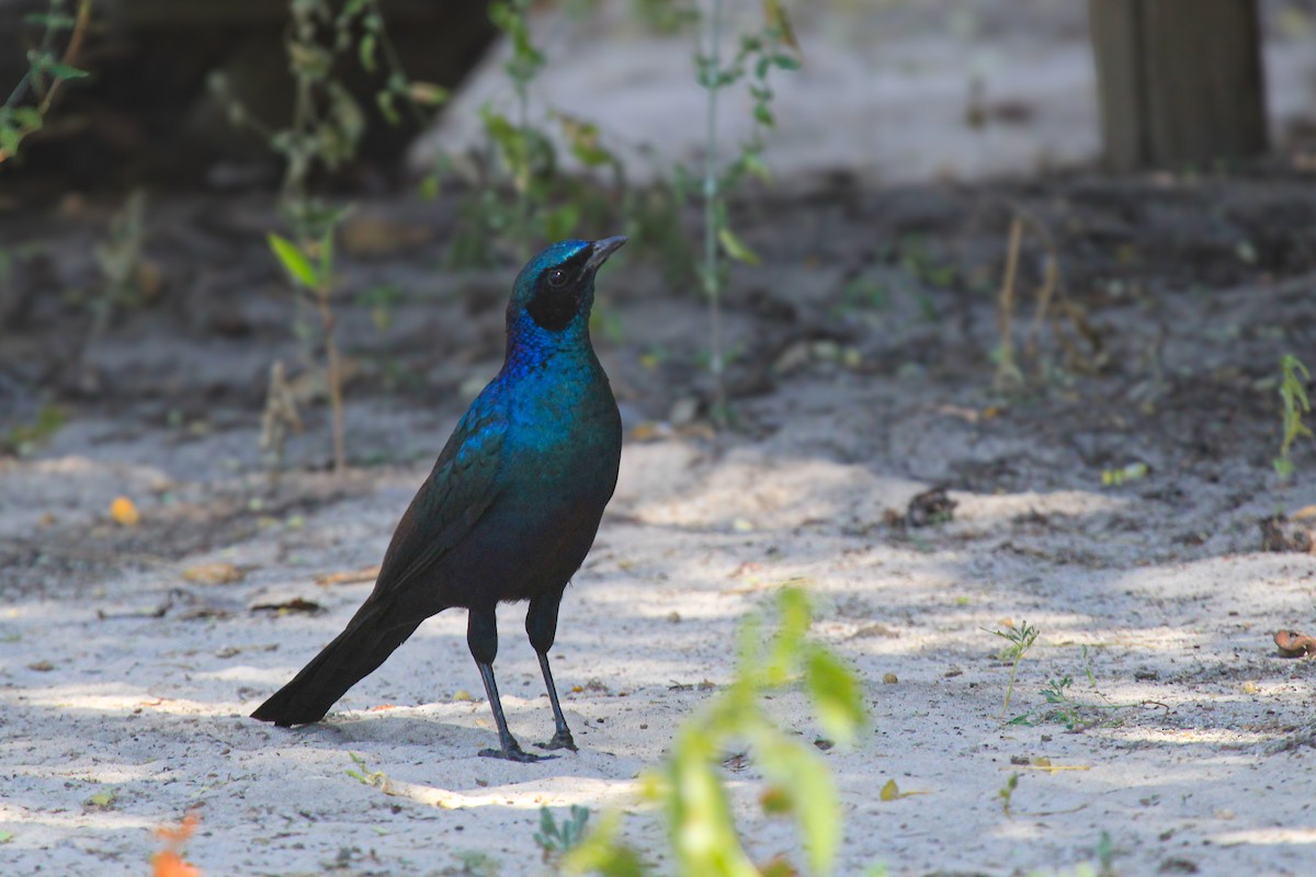 Burchell's Starling - ML646530656