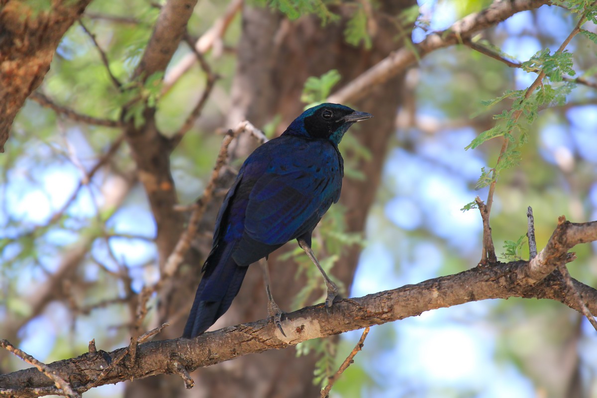 Burchell's Starling - ML646530657