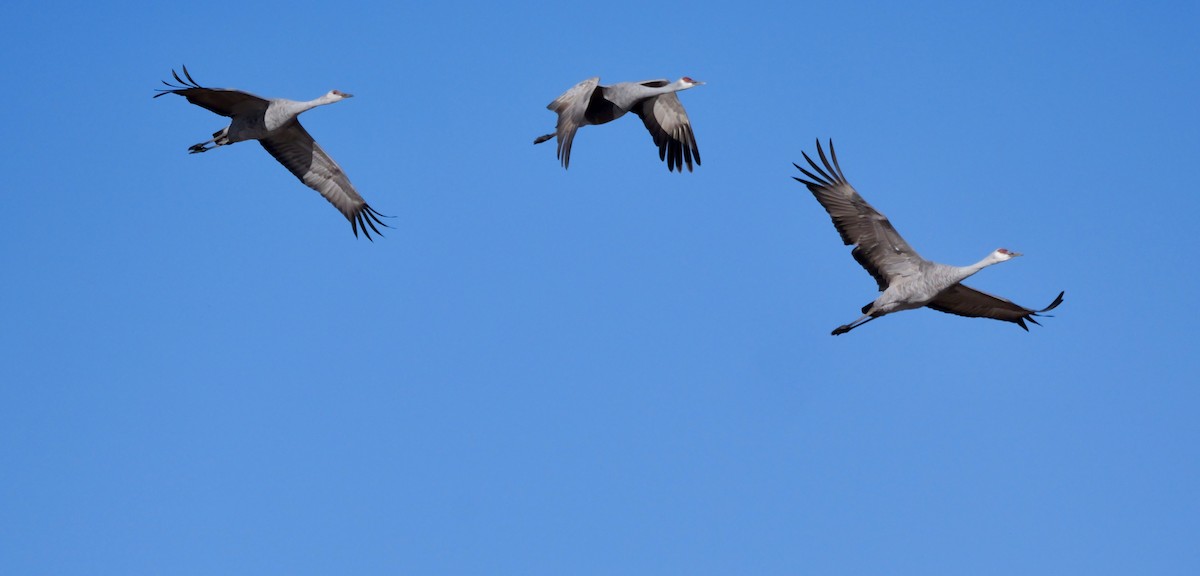 jeřáb kanadský - ML646530660