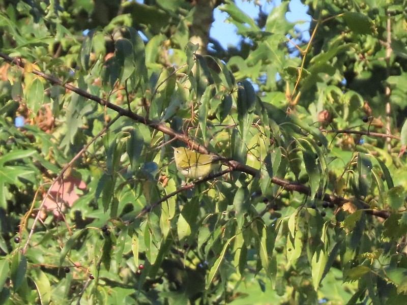 Tennessee Warbler - ML646530661