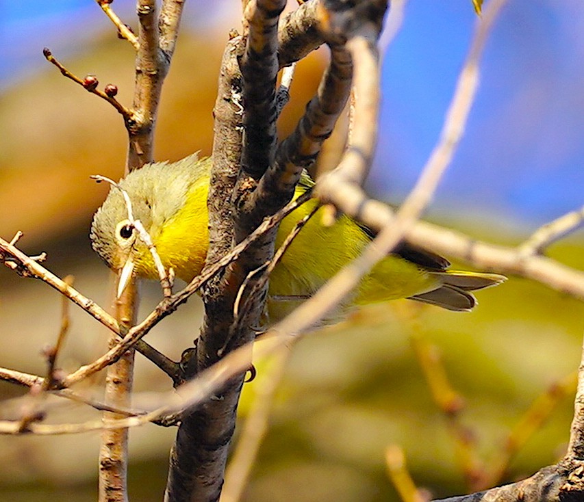 Nashville Warbler - ML646530664