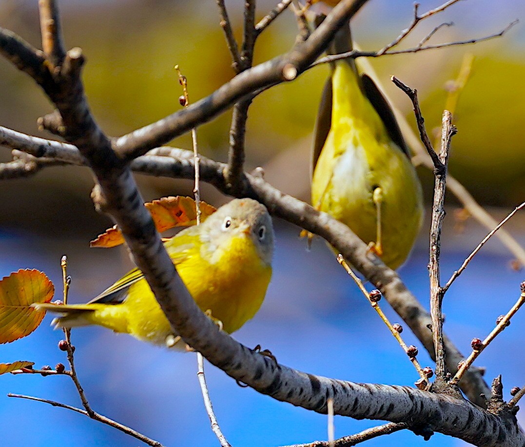 Nashville Warbler - ML646530665