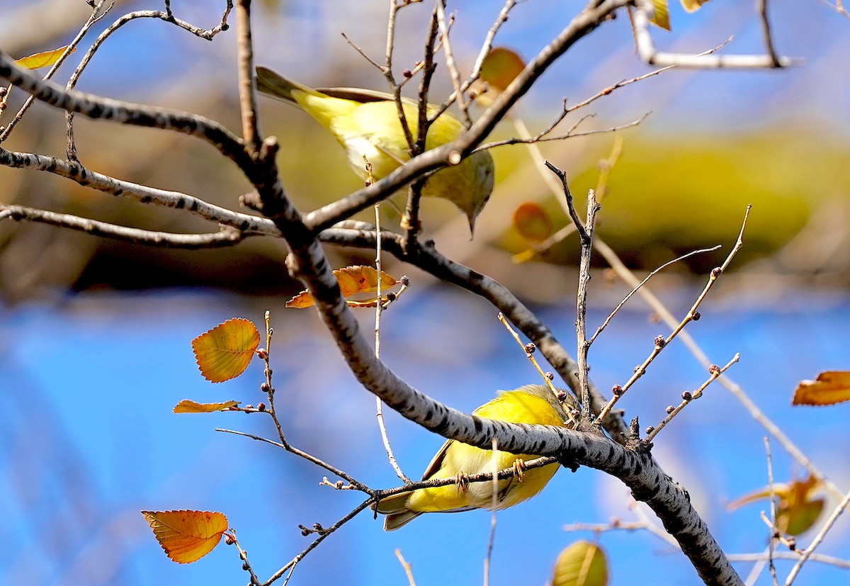 Nashville Warbler - ML646530666