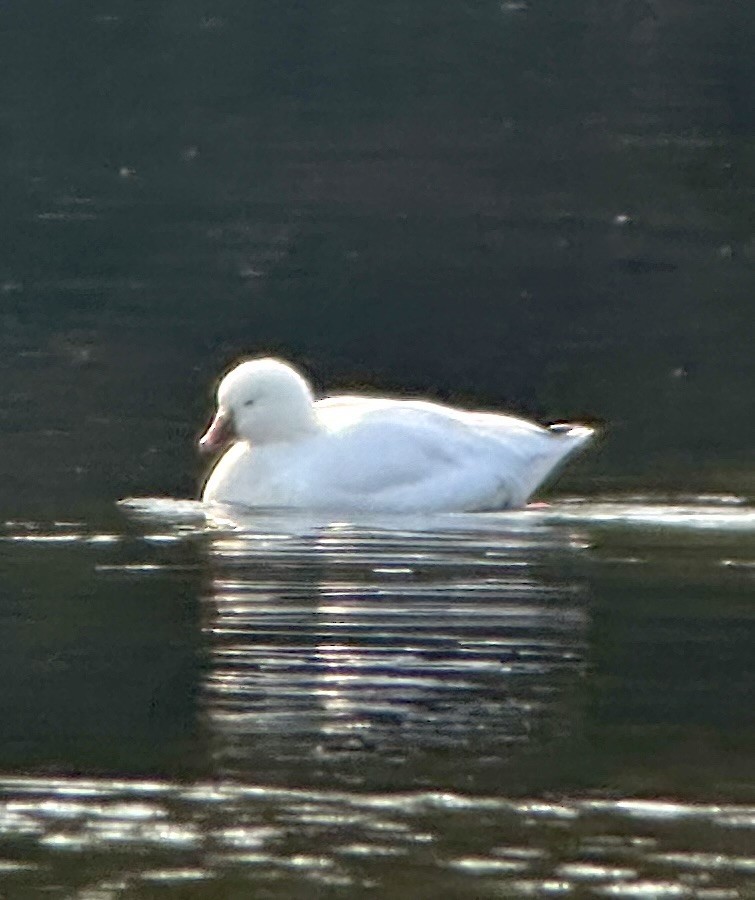 Ross's Goose - ML646530668