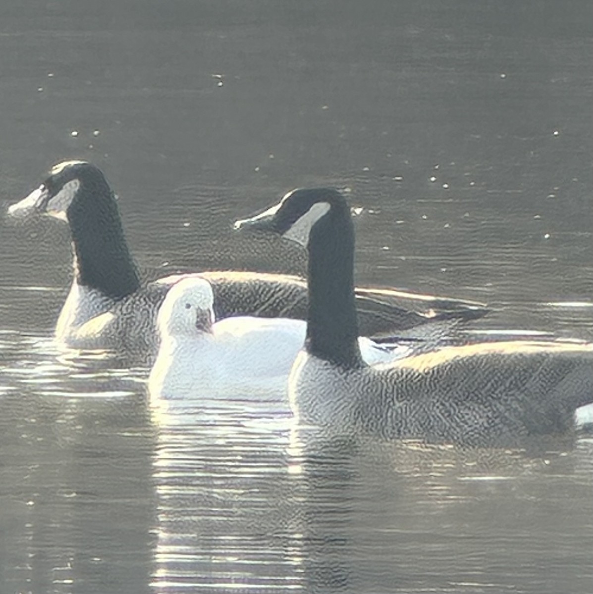 Ross's Goose - ML646530669