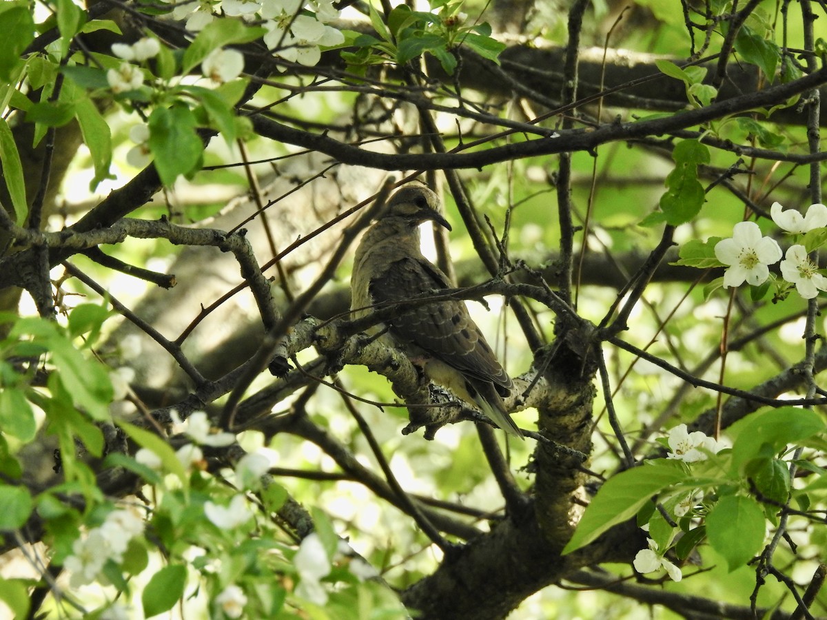 Mourning Dove - ML646530670