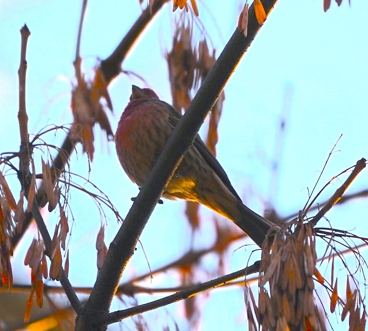 House Finch - ML646530675