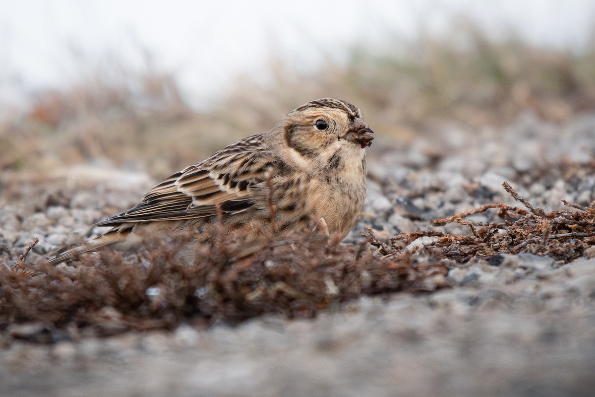 Spornammer - ML646530676