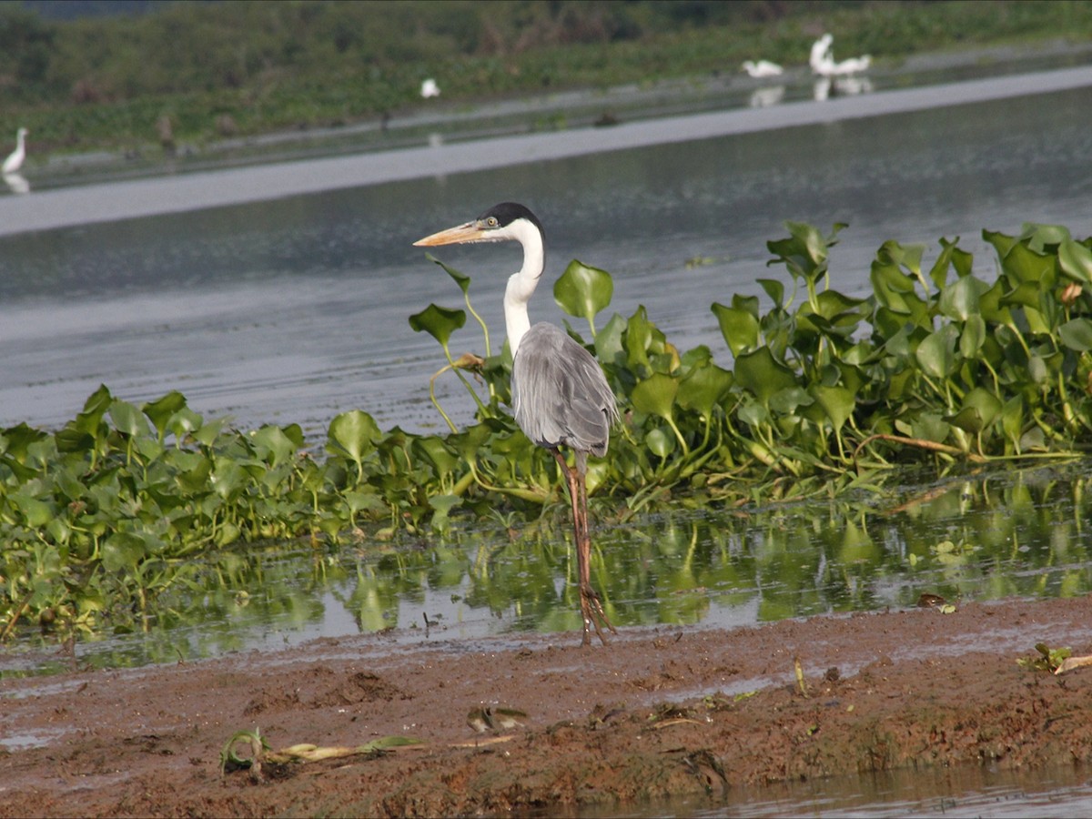 Cocoi Heron - ML646530679