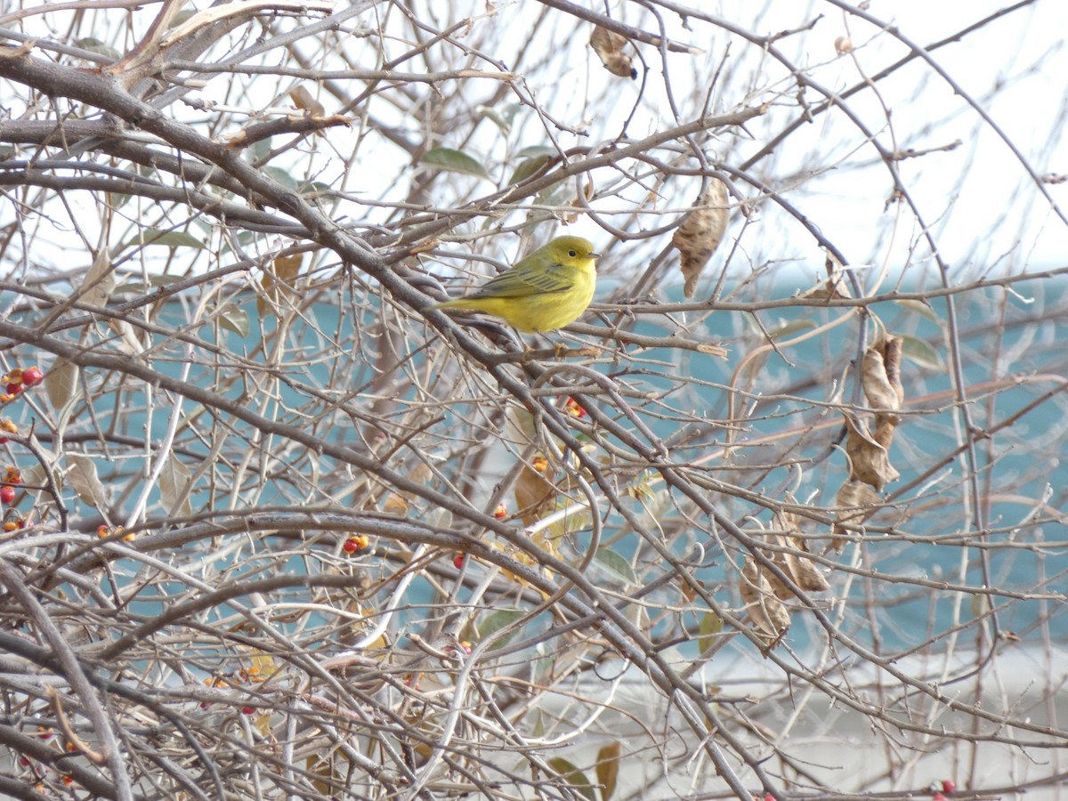 Northern Yellow Warbler - ML646530680