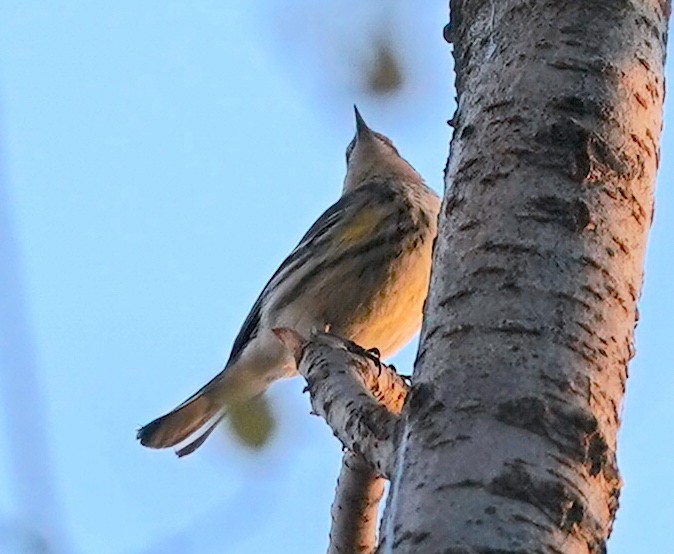 Yellow-rumped Warbler (Myrtle) - ML646530681