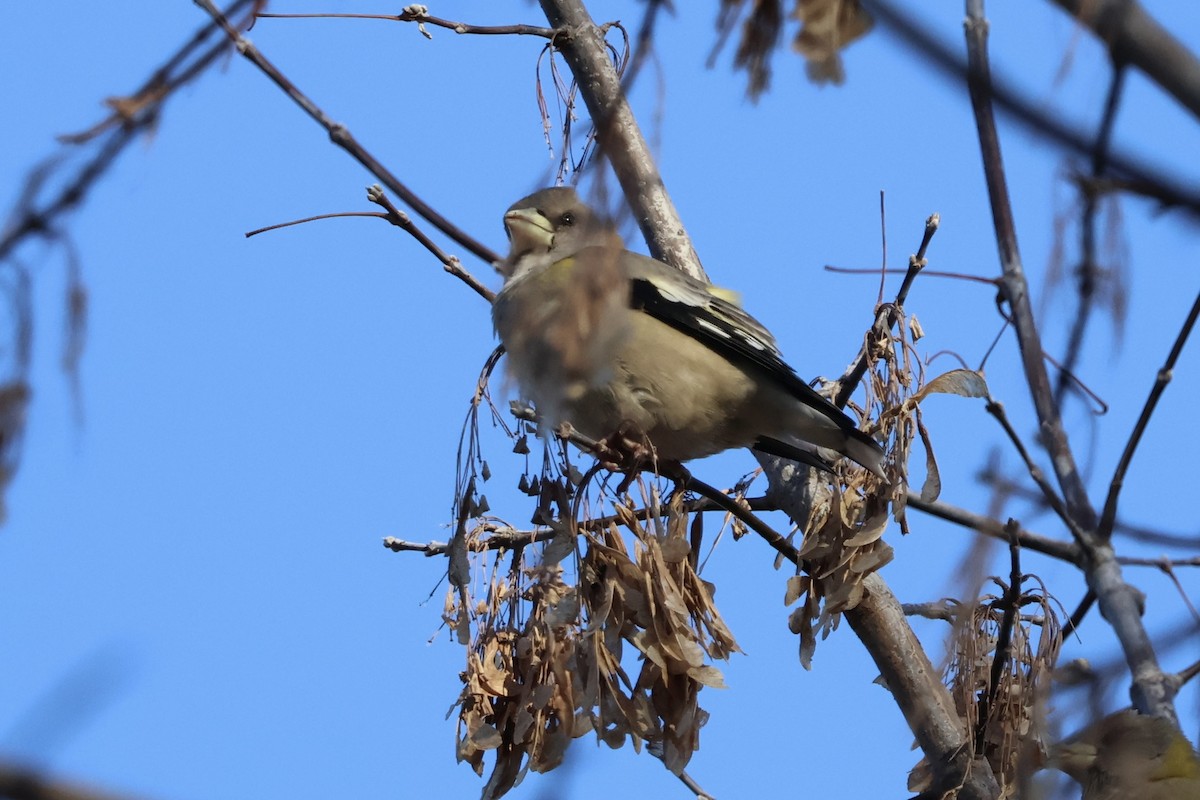 Evening Grosbeak - ML646530682