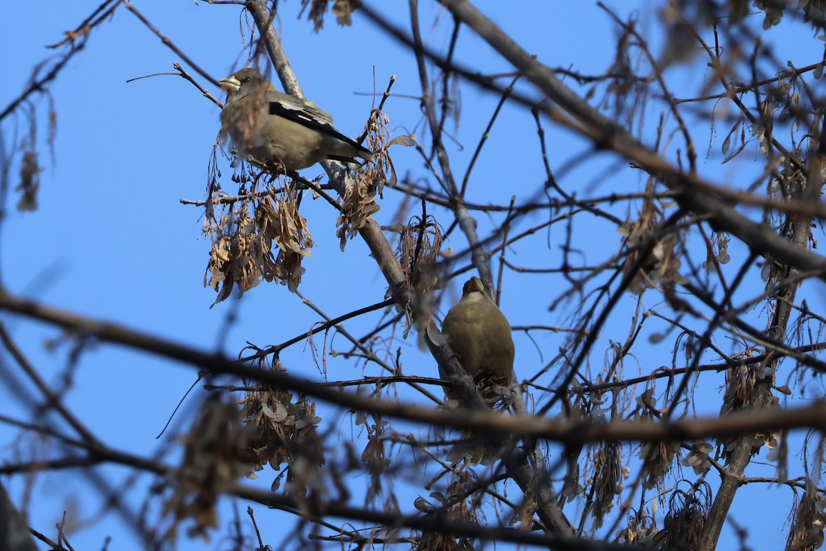 Evening Grosbeak - ML646530683