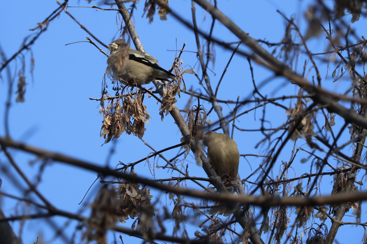 Evening Grosbeak - ML646530684