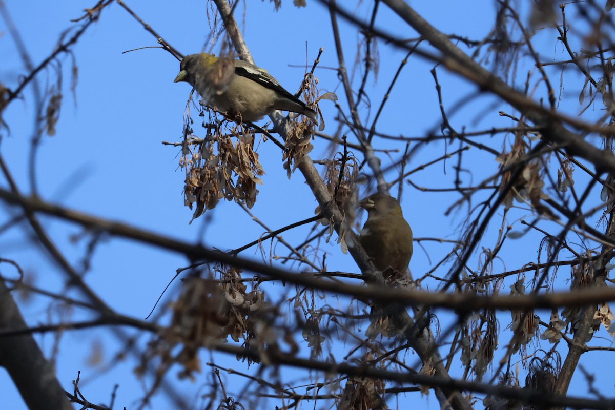 Evening Grosbeak - ML646530685