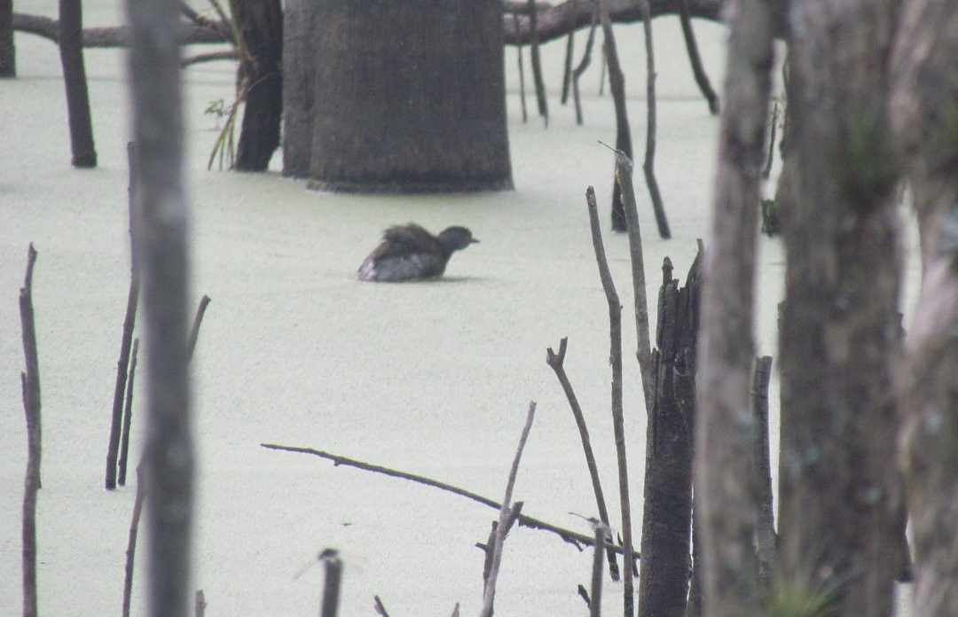 Least Grebe - ML646530686