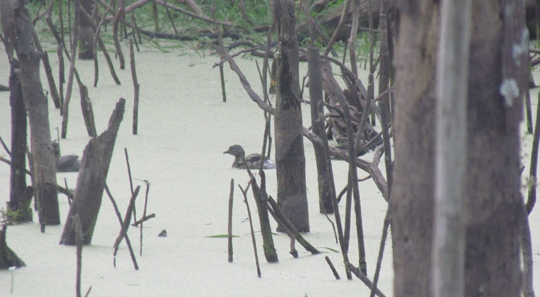 Least Grebe - ML646530687