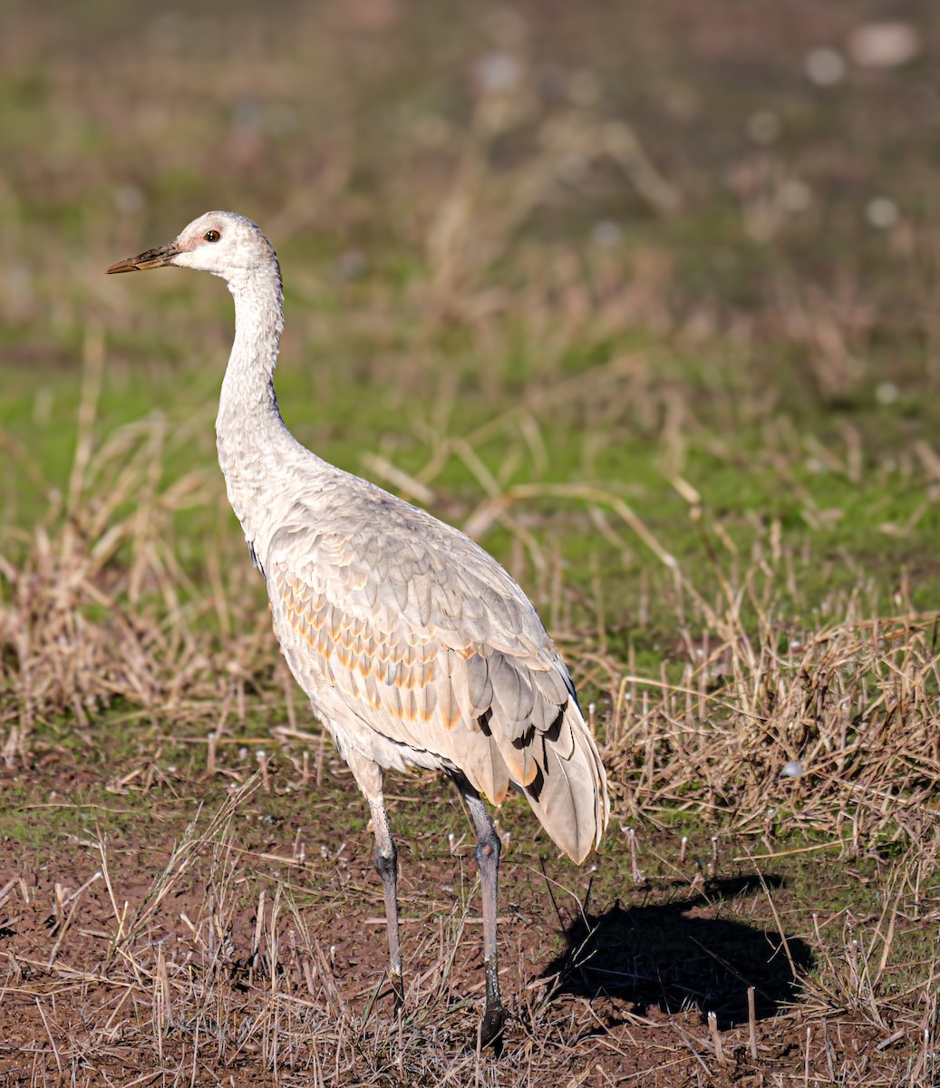 jeřáb kanadský - ML646530688