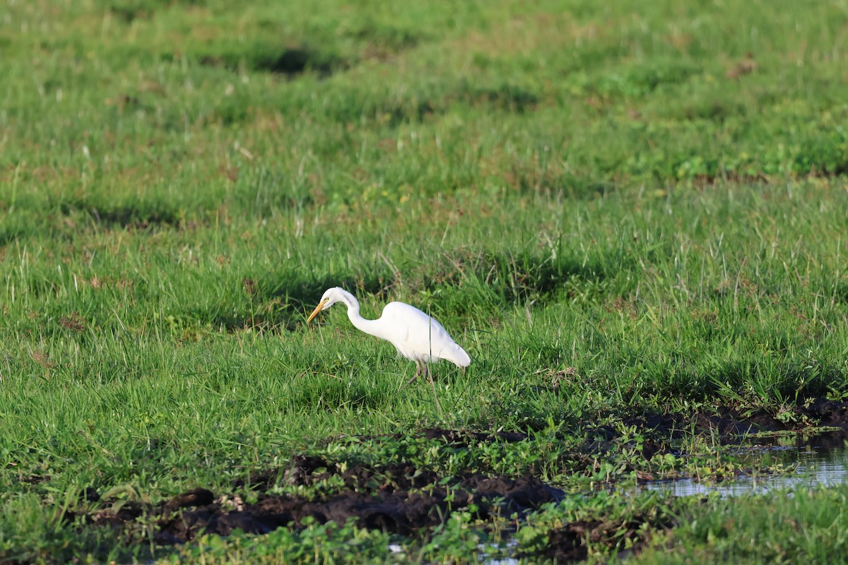 Yellow-billed Egret - ML646530693