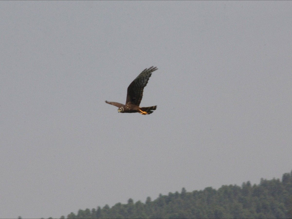 Long-winged Harrier - ML646530696