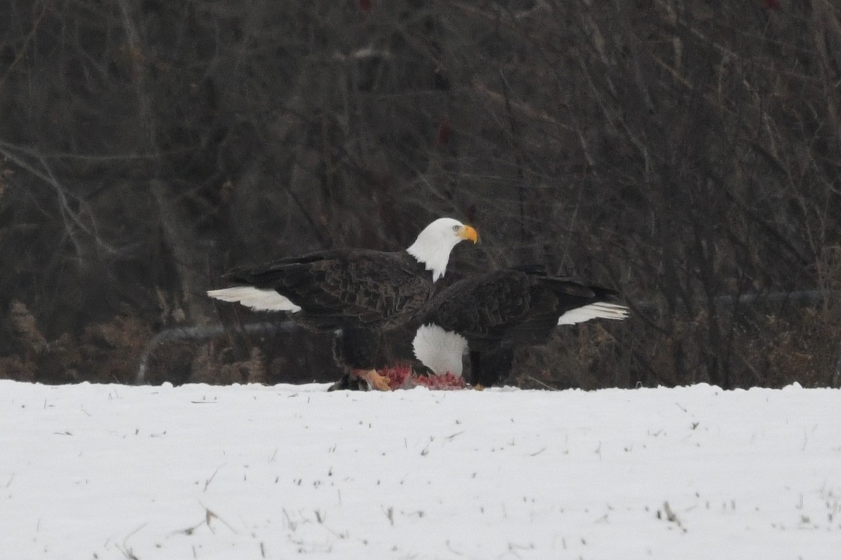 Bald Eagle - ML646530697