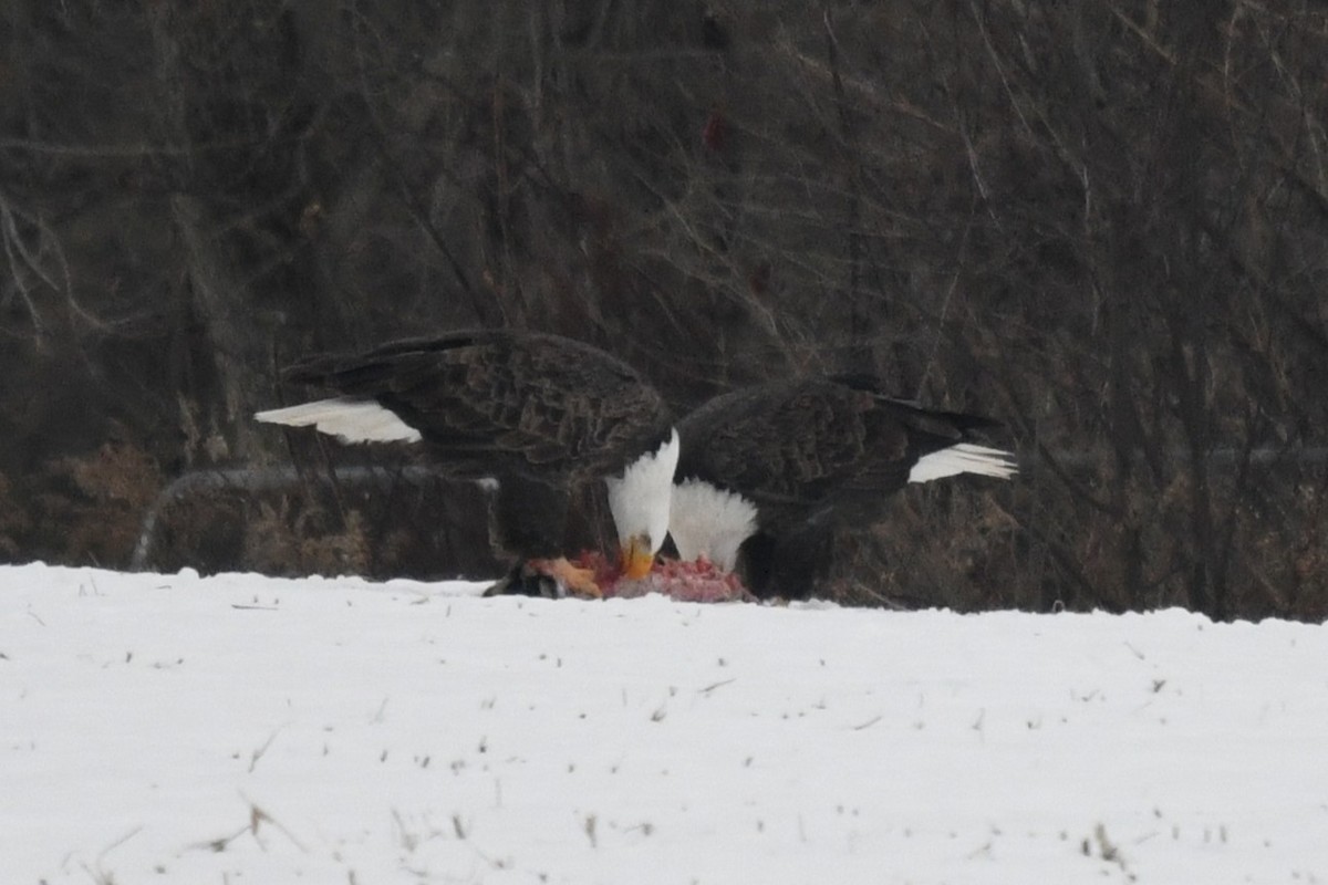 Bald Eagle - ML646530698