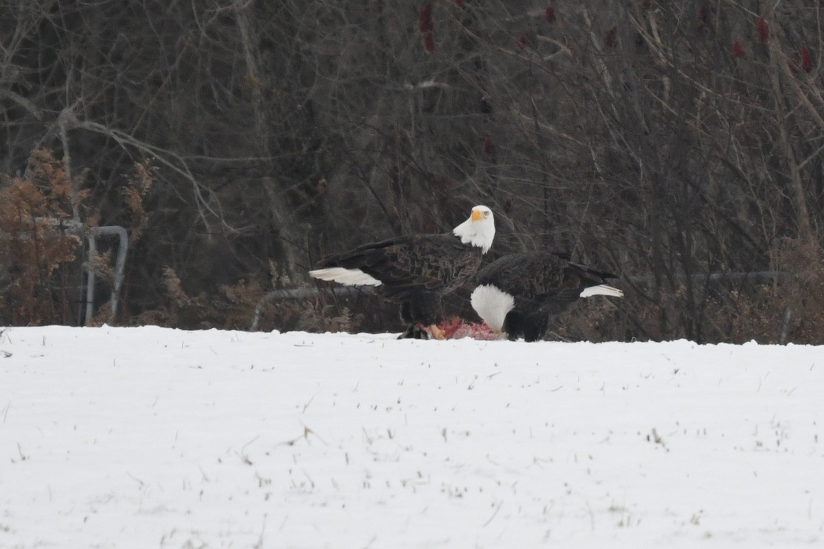 Bald Eagle - ML646530699